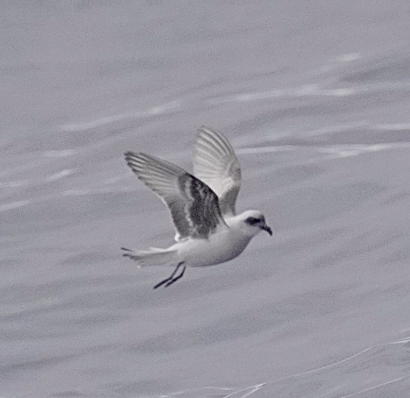 Fork-tailed Storm-Petrel - maxine reid