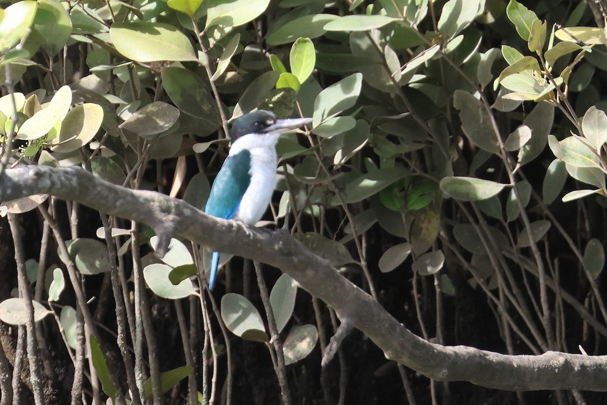 Torresian Kingfisher - Lorix Bertling