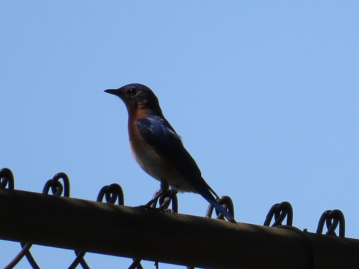 Eastern Bluebird - Robin Potvin