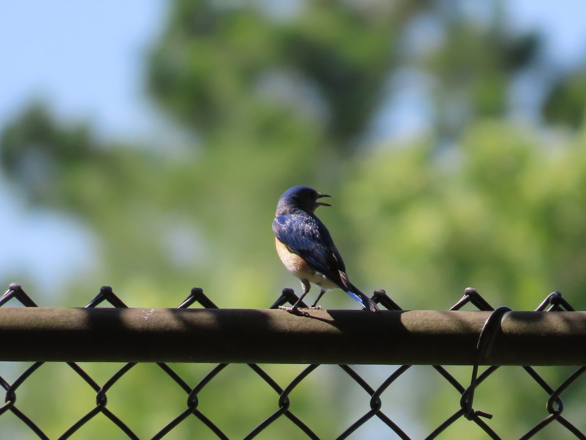 Eastern Bluebird - Robin Potvin