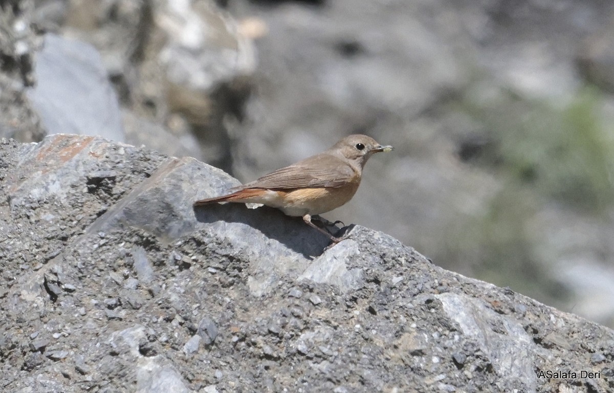 Common Redstart - Fanis Theofanopoulos (ASalafa Deri)