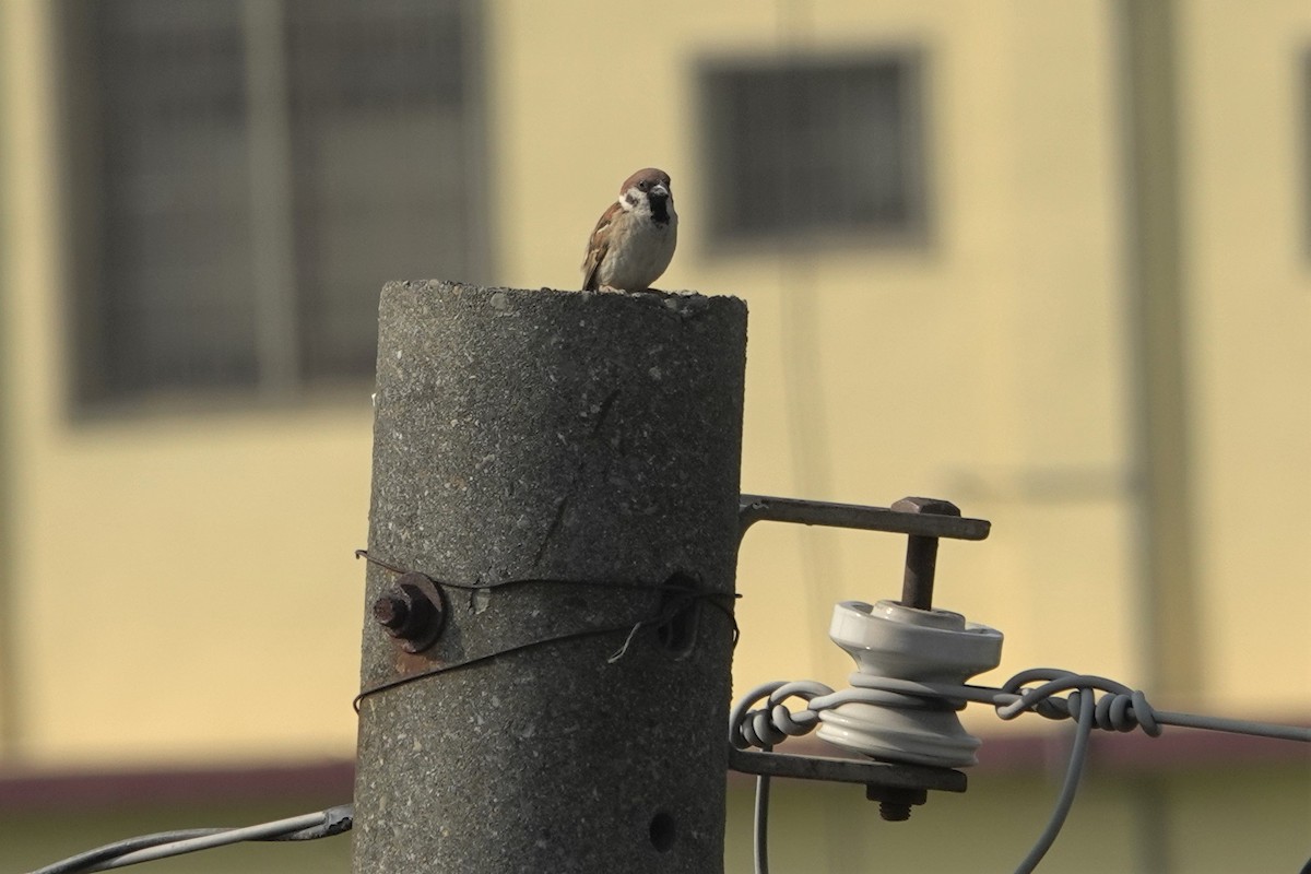 Eurasian Tree Sparrow - Cynthia Su