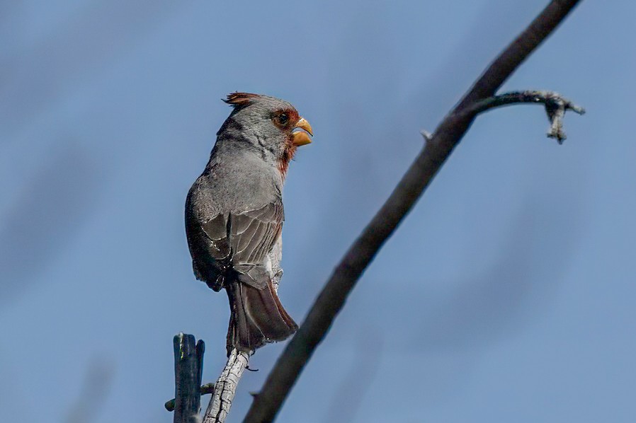 Pyrrhuloxia - LAURA FRAZIER