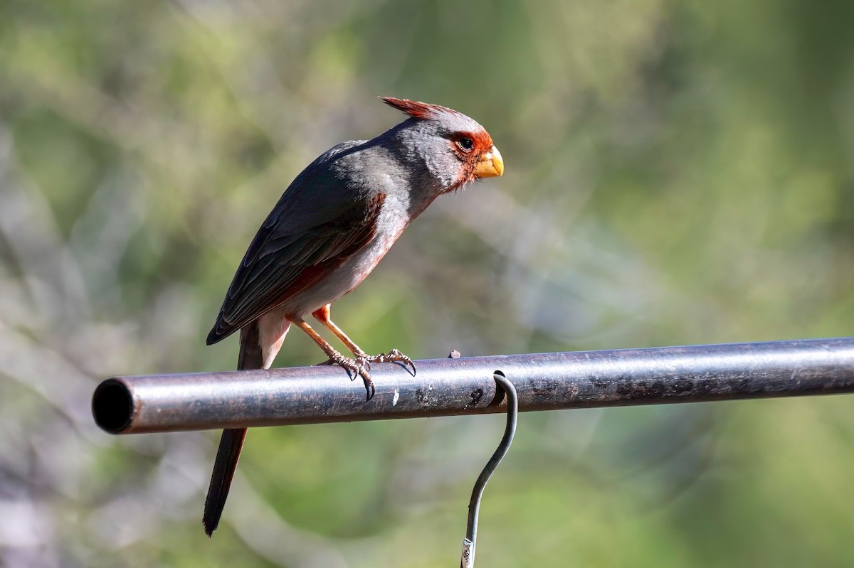 Pyrrhuloxia - LAURA FRAZIER