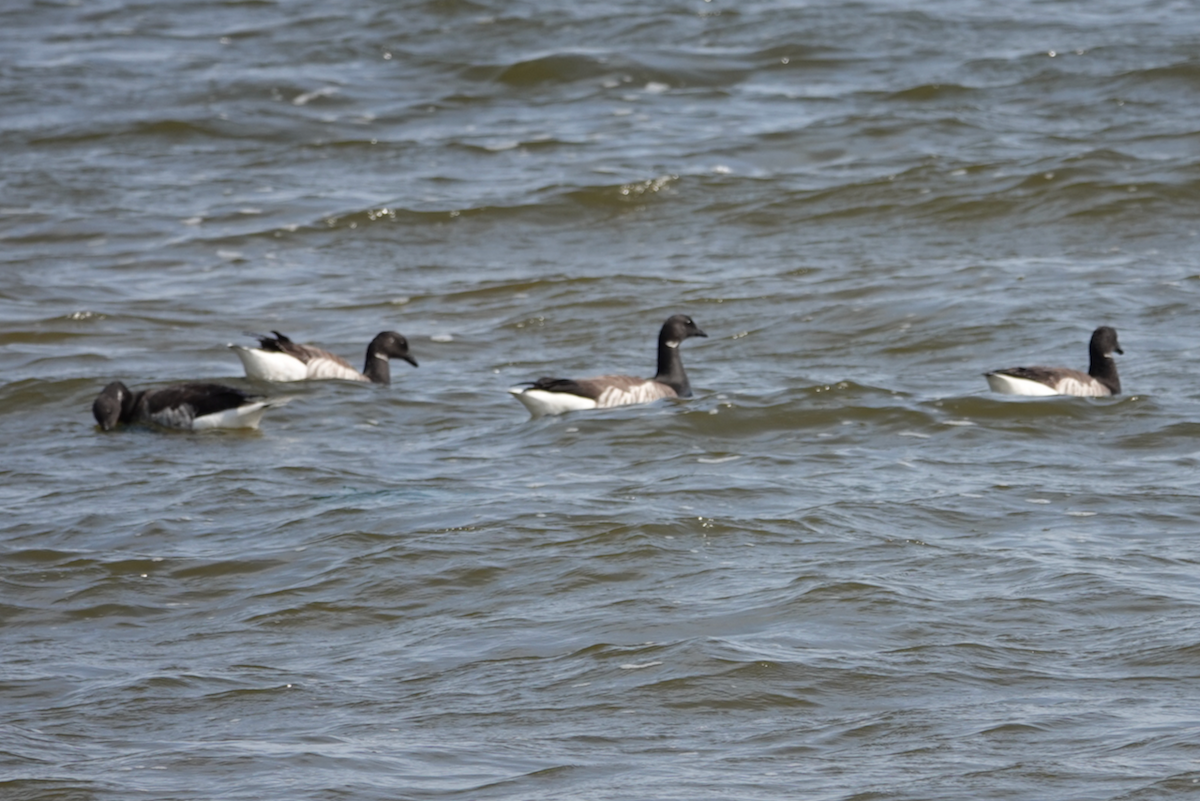 Brant - ML619380447