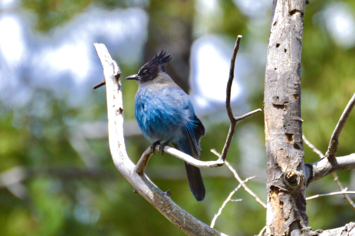 Steller's Jay - Cheyenne Lee