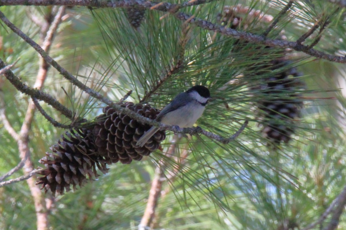 Carolina Chickadee - Jedediah Smith