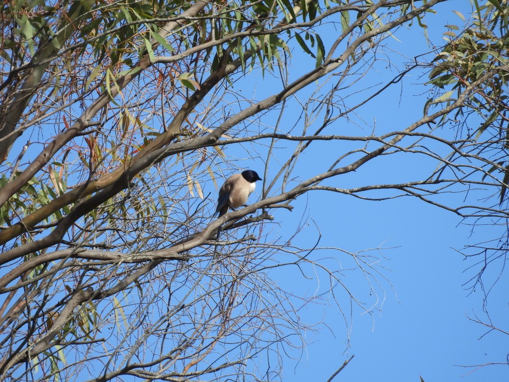 Iberian Magpie - Beth Bruckheimer