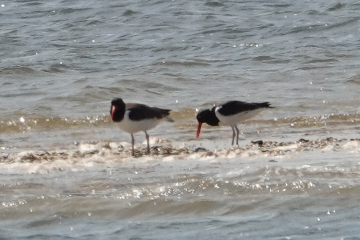 American Oystercatcher - ML619380456