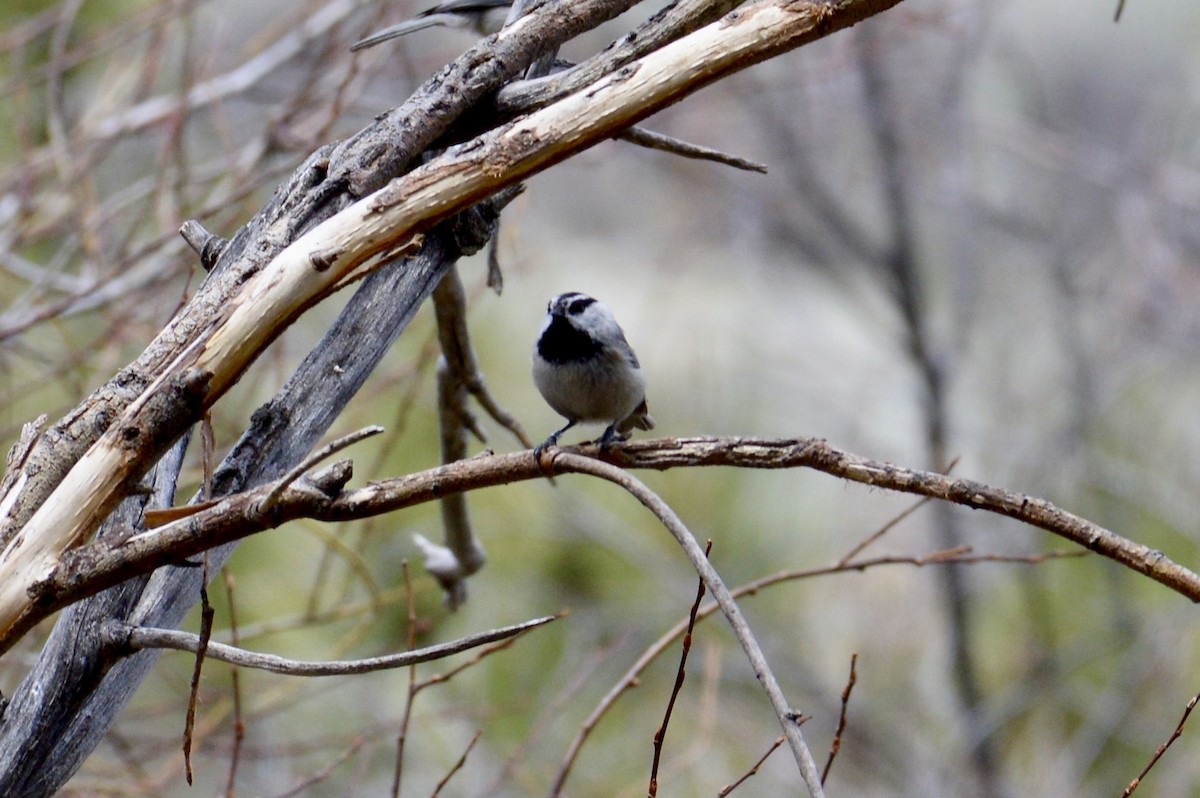 Mountain Chickadee - Cheyenne Lee