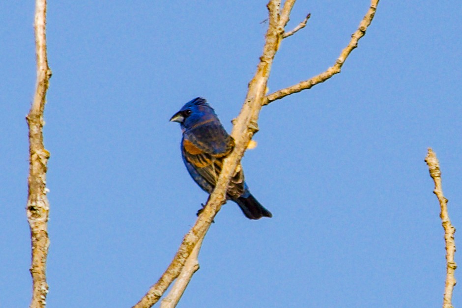 Blue Grosbeak - Philip Fiorio