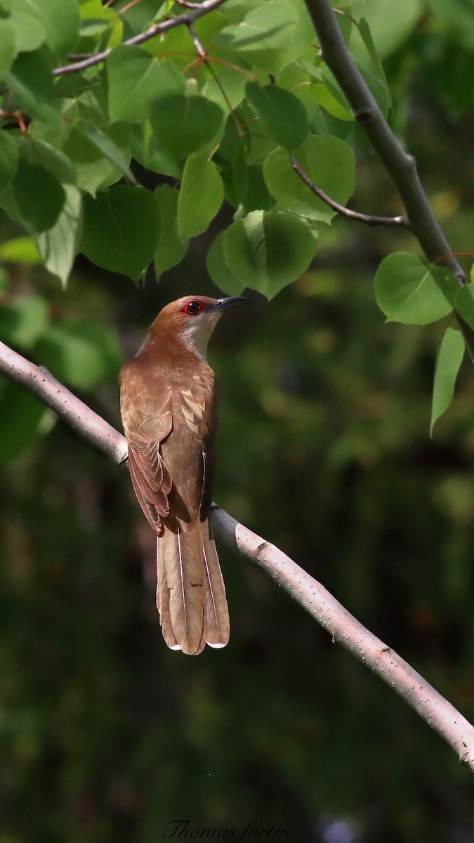 Black-billed Cuckoo - ML619380483