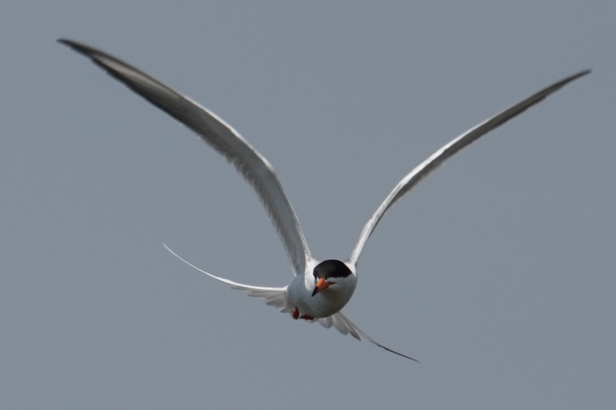 Least Tern - ML619380490