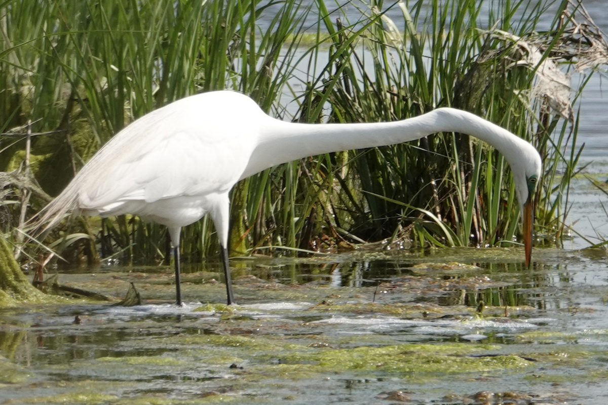 Great Egret - ML619380495