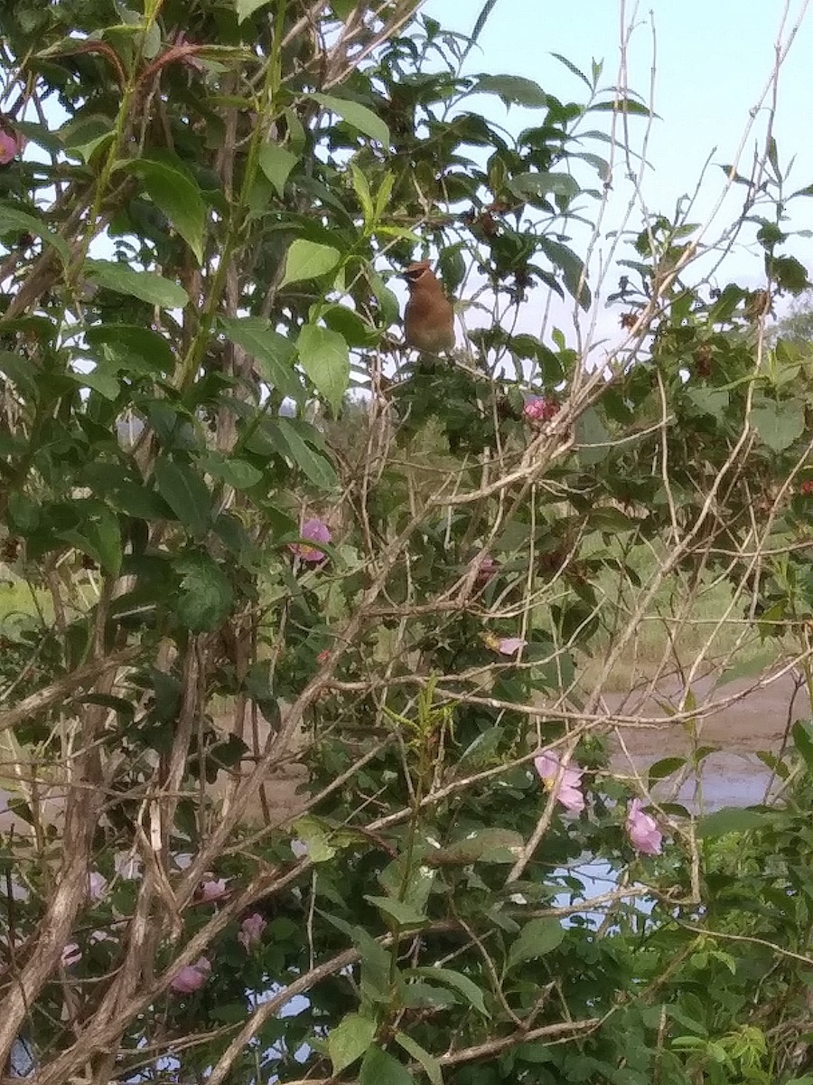 Cedar Waxwing - ML619380499