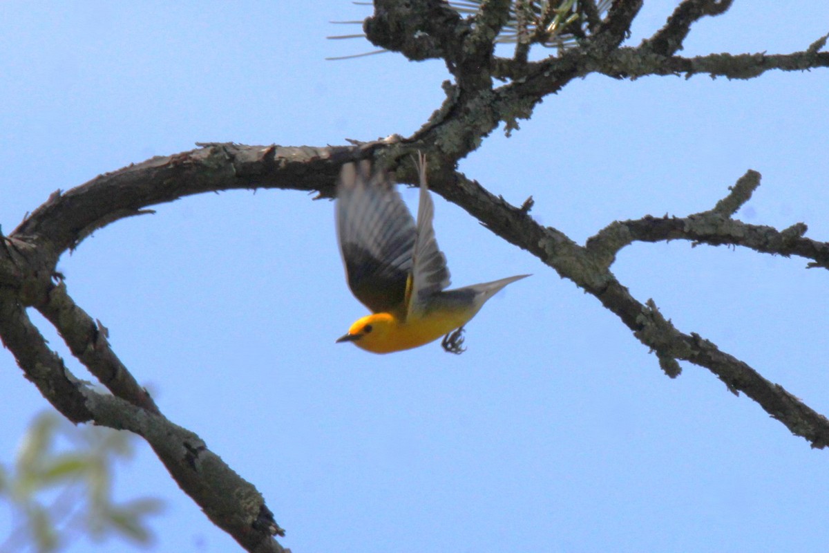 Prothonotary Warbler - Jedediah Smith