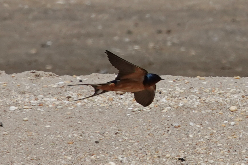 Barn Swallow - ML619380510