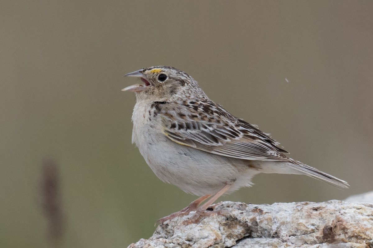 Grasshopper Sparrow - Ross Bartholomew