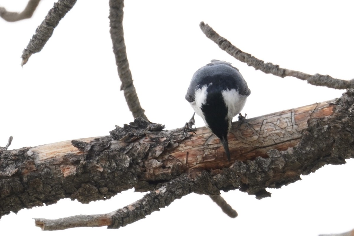 White-breasted Nuthatch - Kristy Dhaliwal