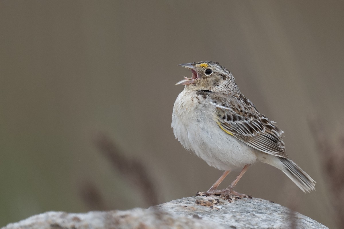 Grasshopper Sparrow - Ross Bartholomew