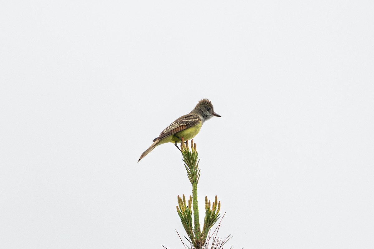 Great Crested Flycatcher - ML619380533