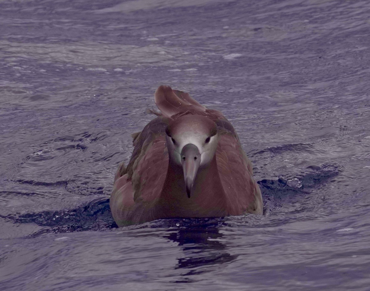 Black-footed Albatross - maxine reid