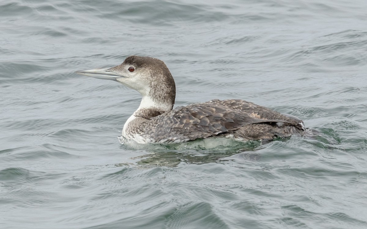 Common Loon - Tom (TK) Kaestner