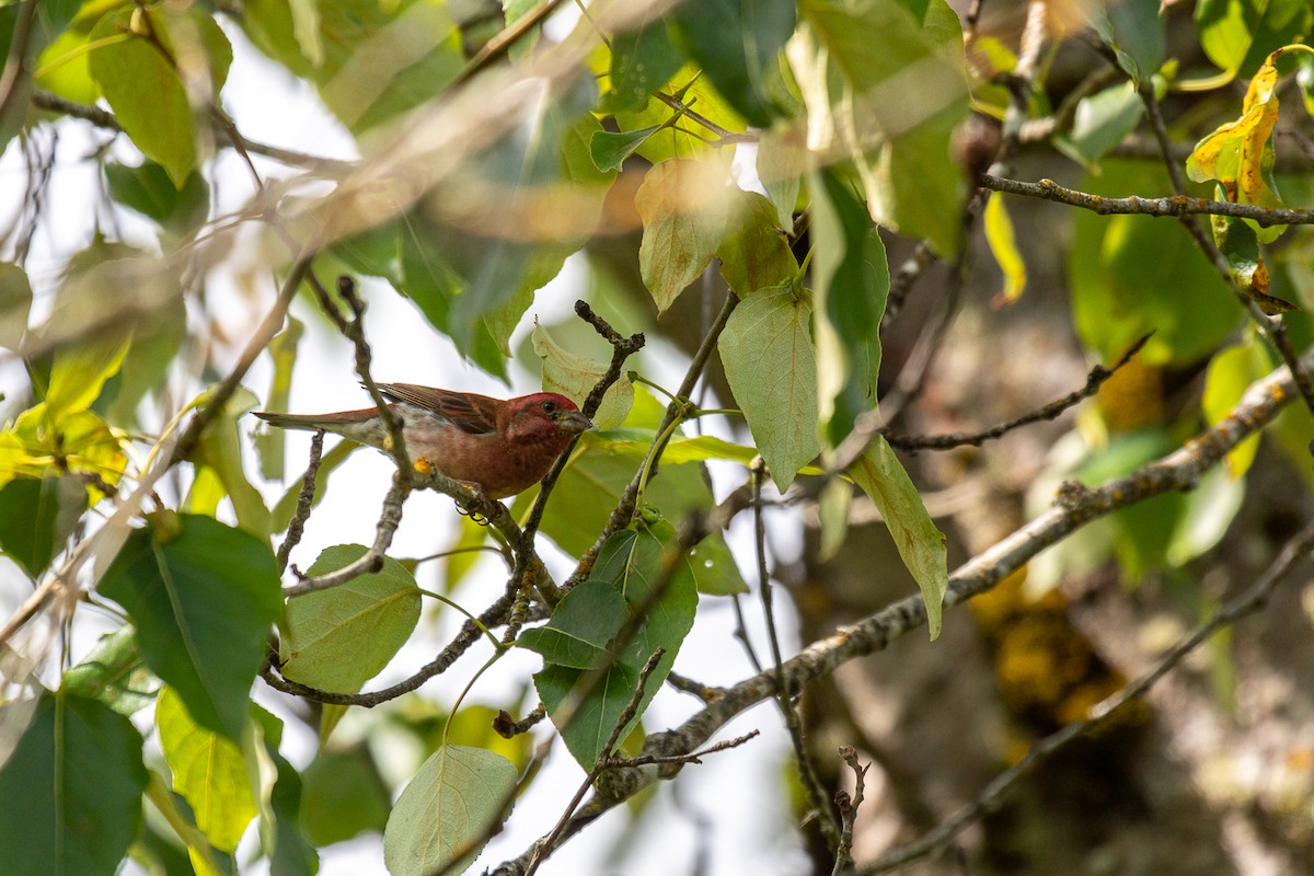 Purple Finch - Aquiles Brinco