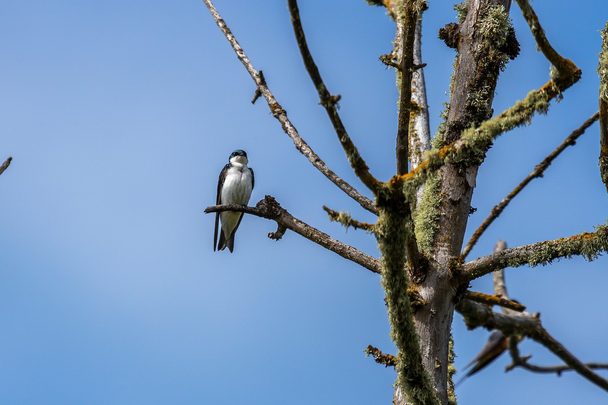 Tree Swallow - Aquiles Brinco