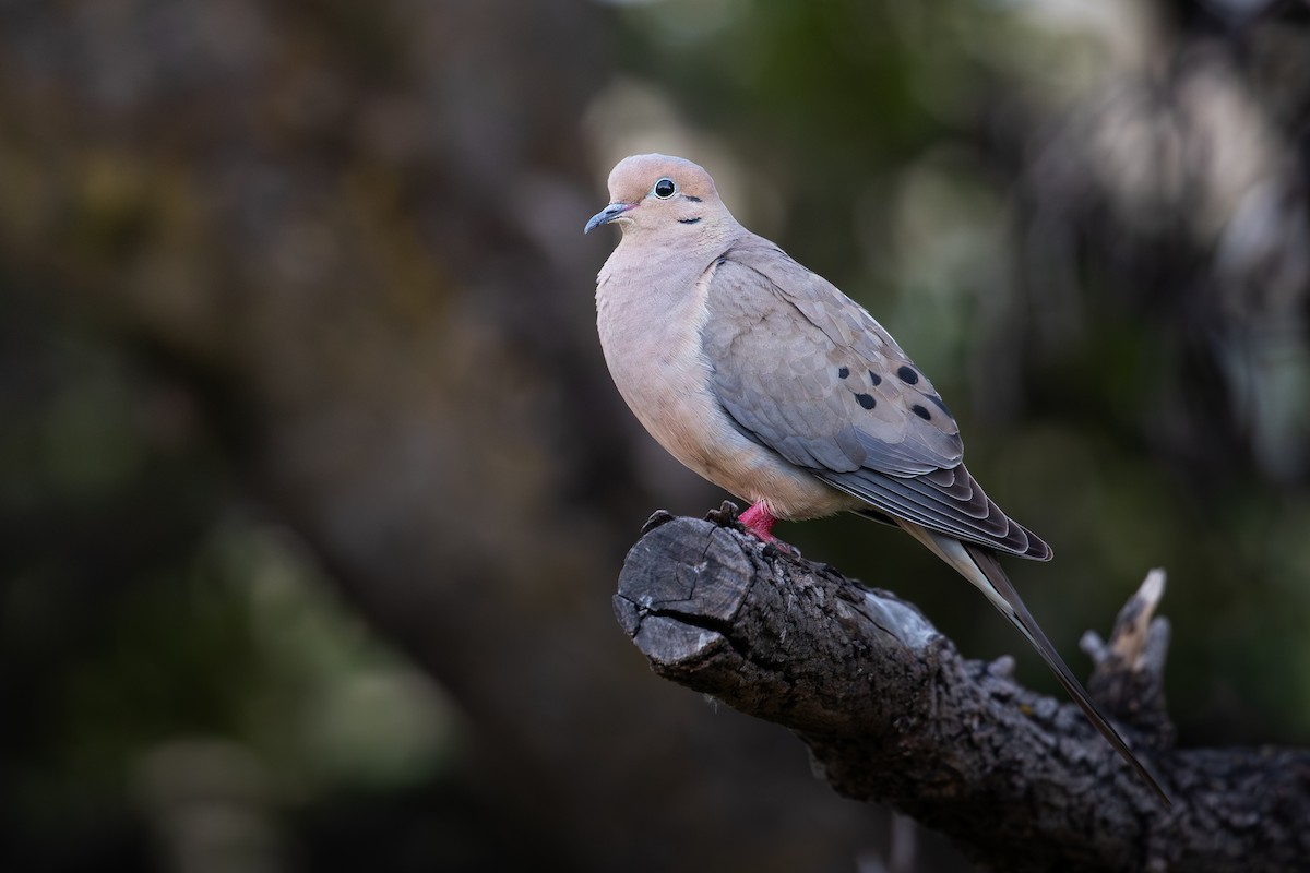Mourning Dove - Michael Long