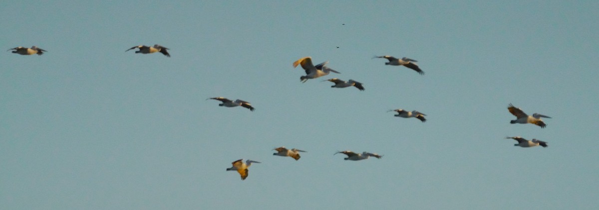 Australian Pelican - May Britton