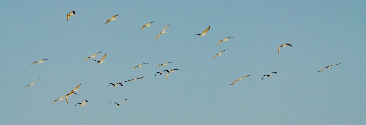 Australian Pelican - May Britton