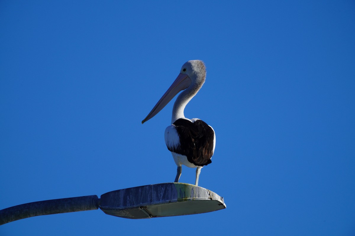 Australian Pelican - May Britton