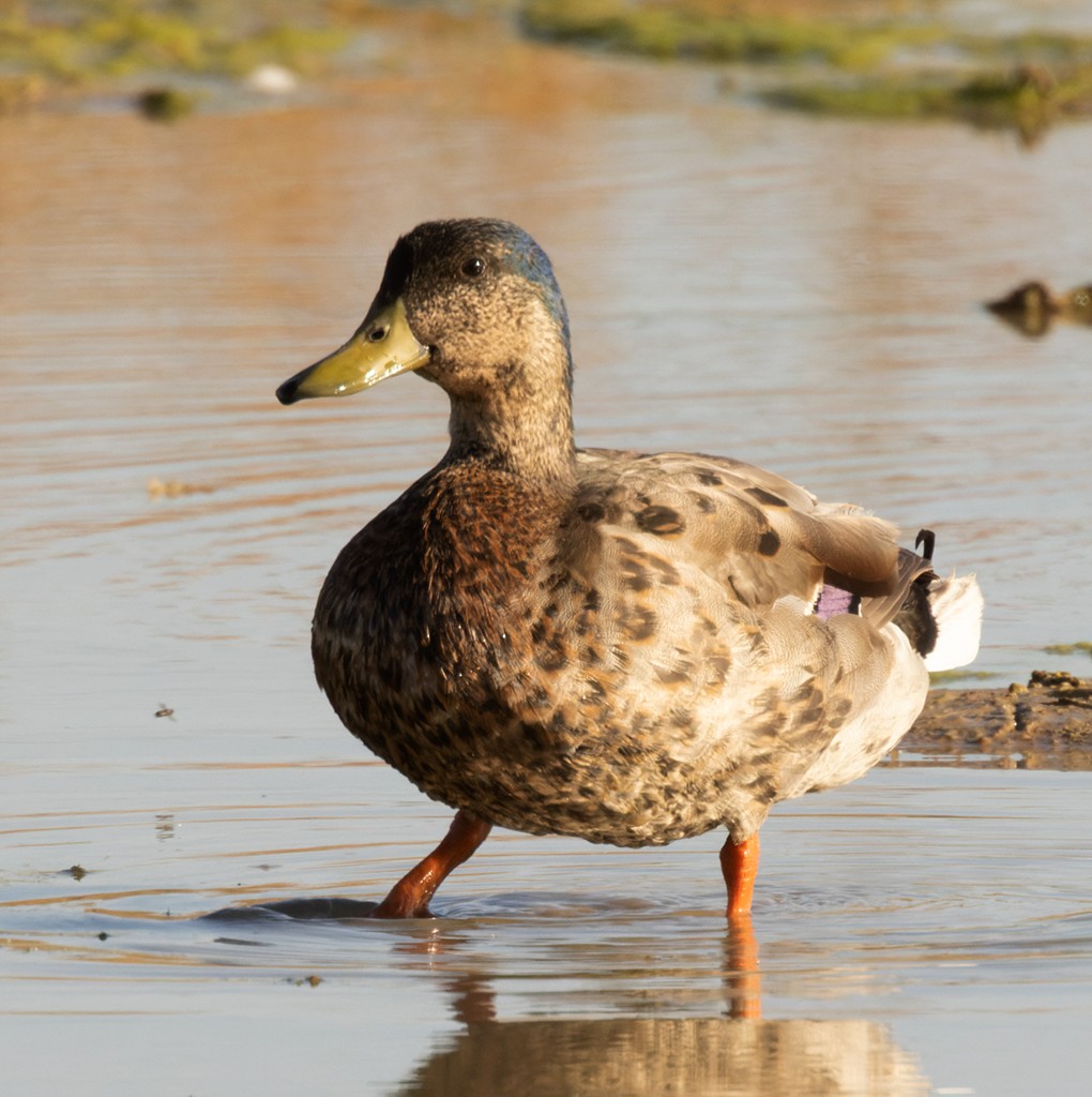 Mallard x Mexican Duck (hybrid) - manuel grosselet