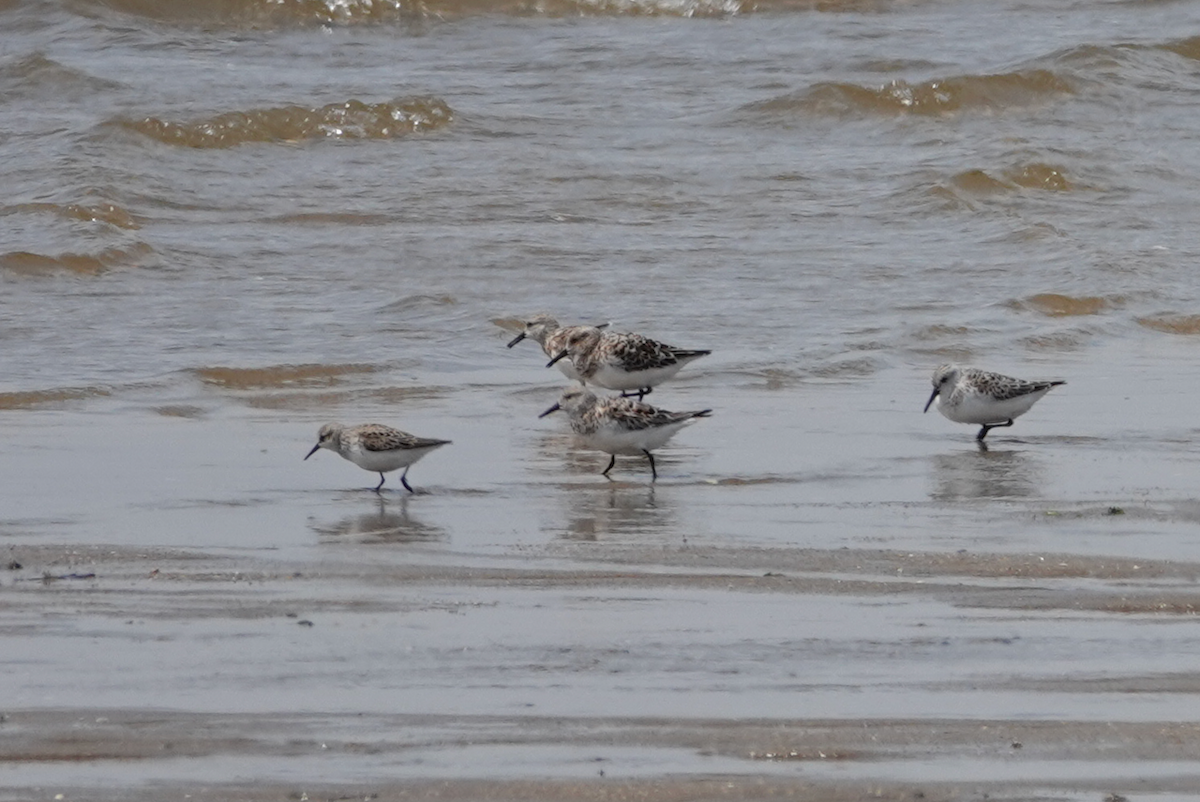 Bécasseau sanderling - ML619380608