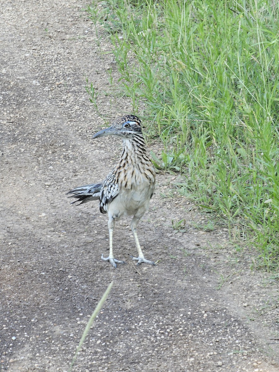 Greater Roadrunner - K P