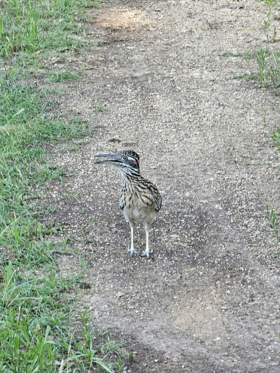 Greater Roadrunner - K P