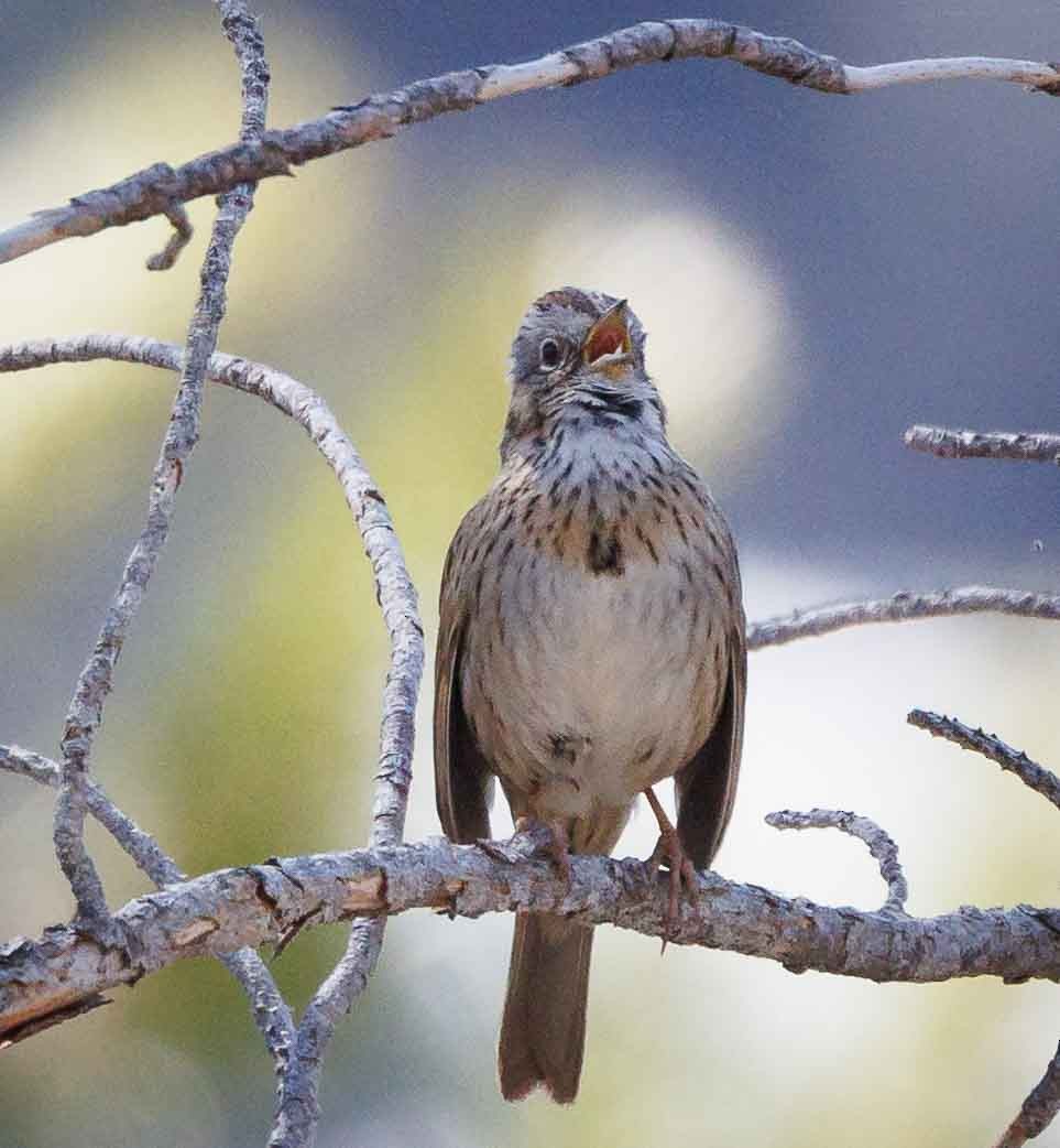 Lincoln's Sparrow - Jeffrey Barnum