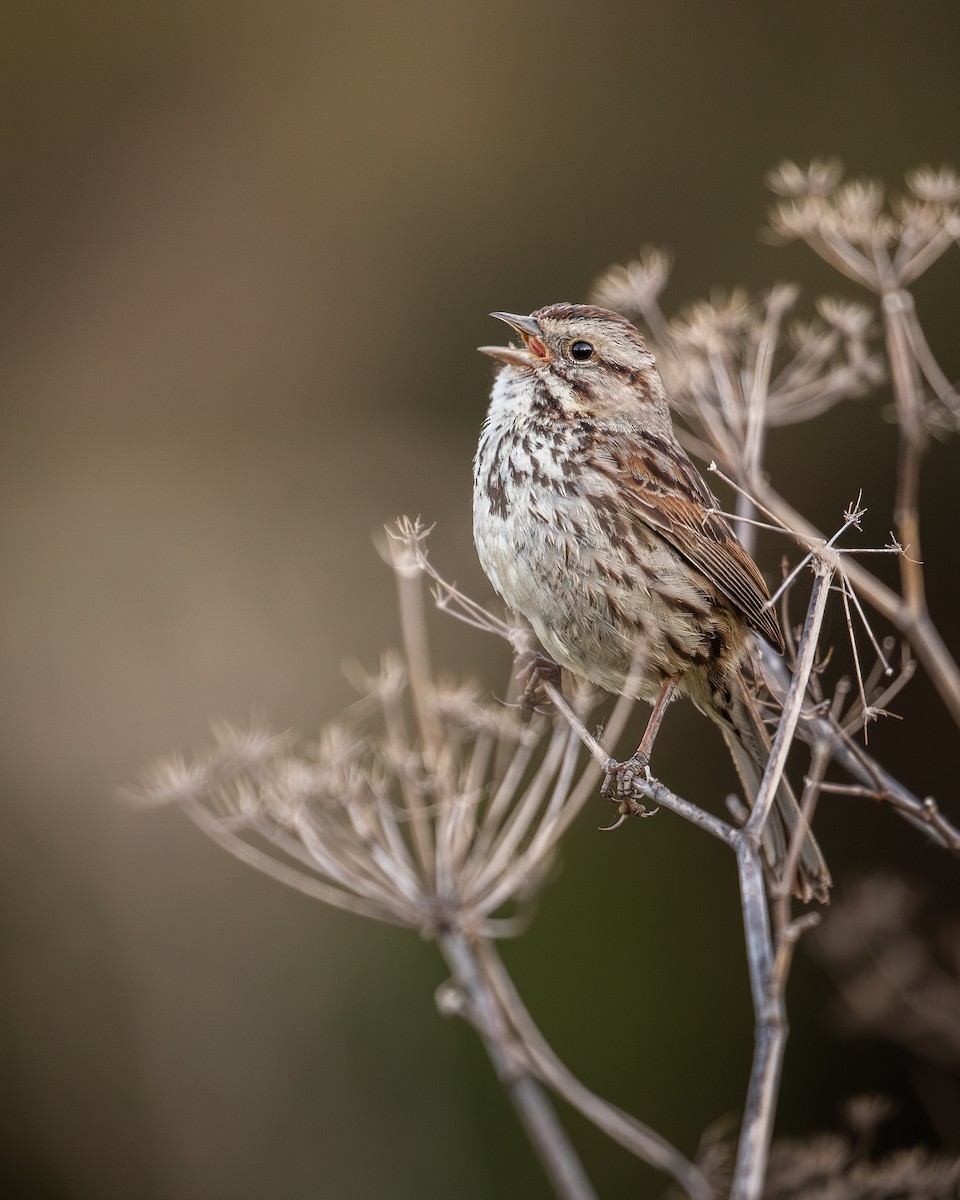 Song Sparrow (heermanni Group) - Michael Long