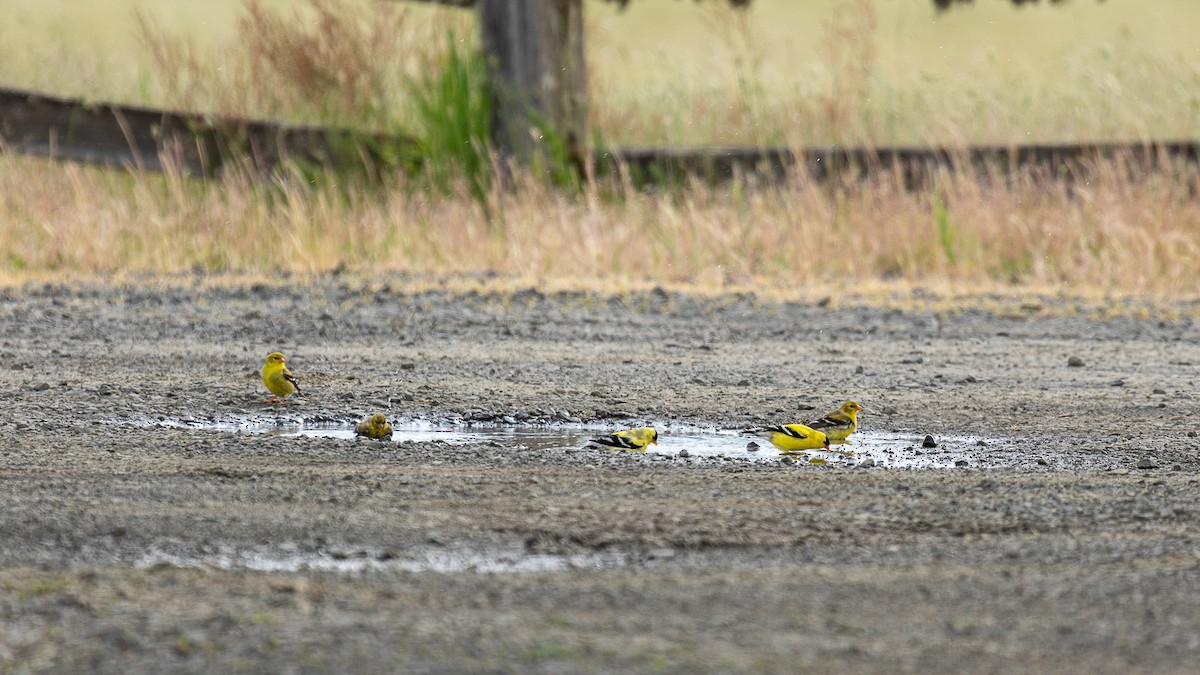 American Goldfinch - Aquiles Brinco