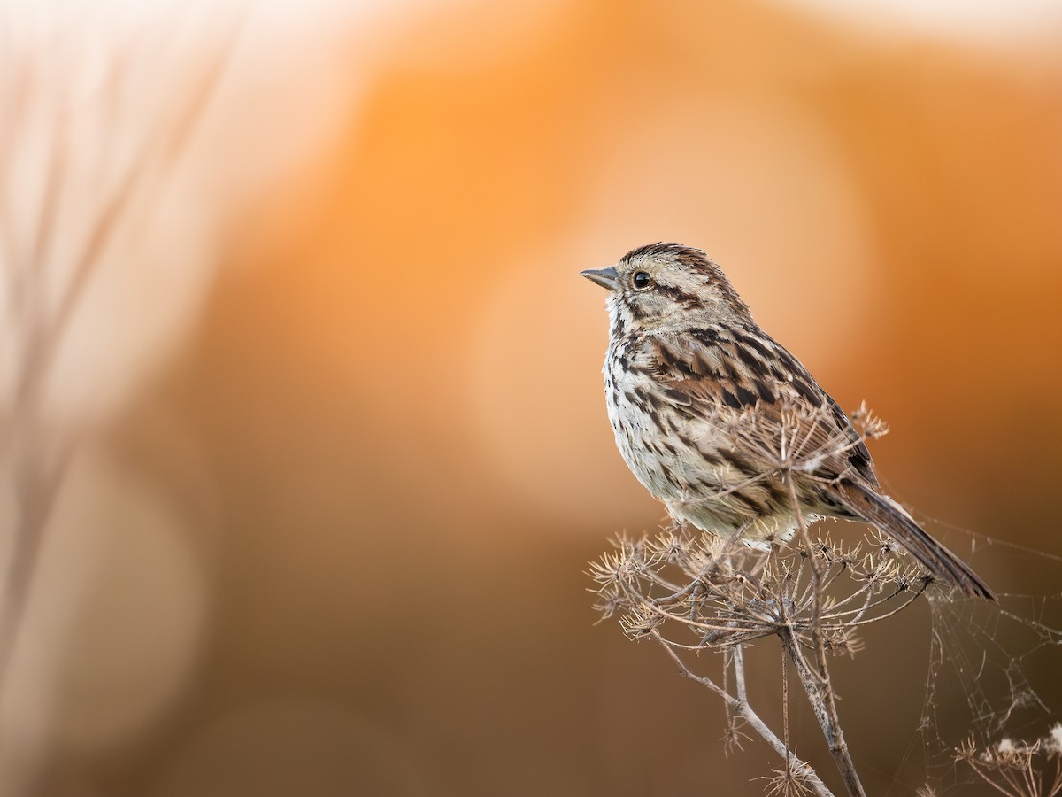 Song Sparrow (heermanni Group) - Michael Long