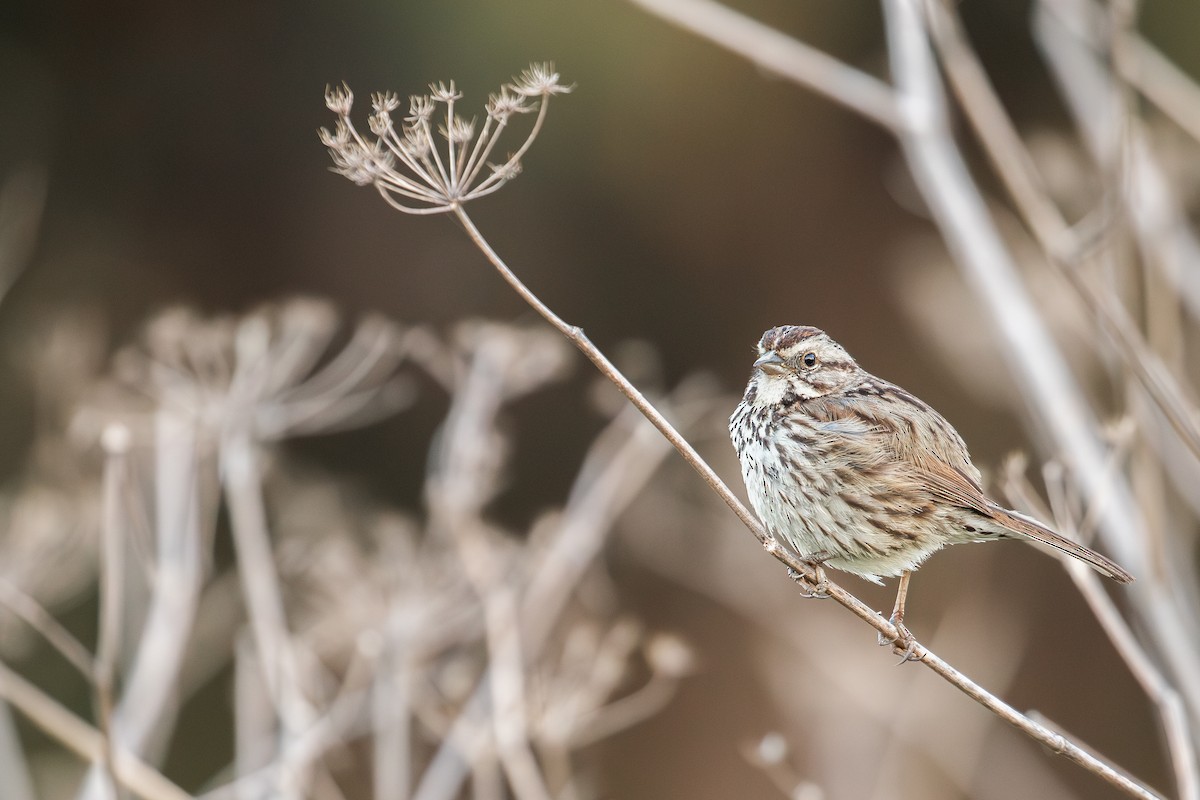 Song Sparrow (heermanni Group) - Michael Long