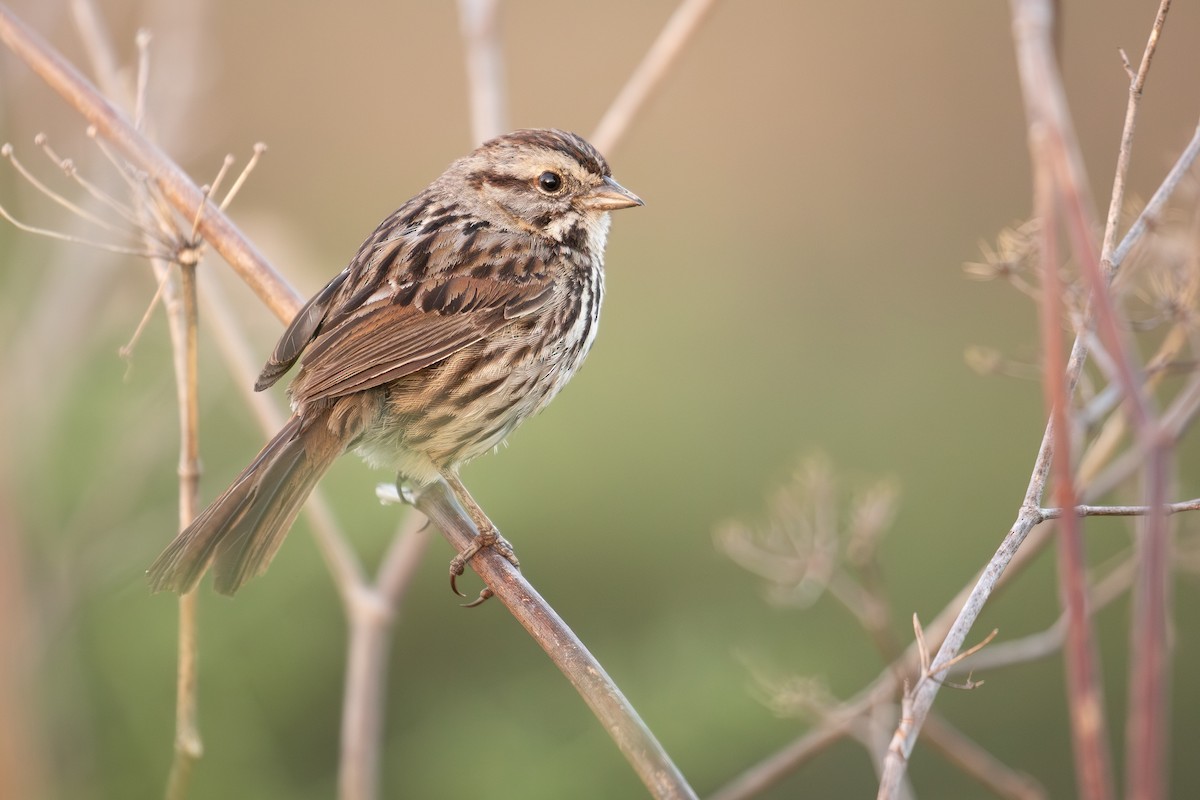 Song Sparrow (heermanni Group) - Michael Long