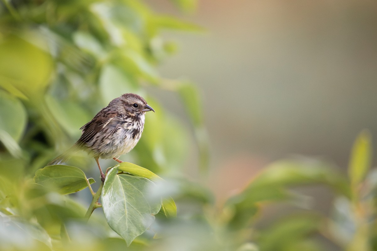 Song Sparrow (heermanni Group) - Michael Long