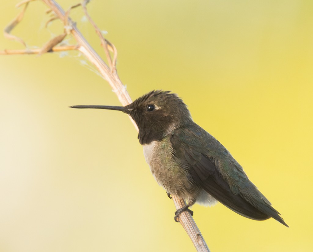 Black-chinned Hummingbird - manuel grosselet