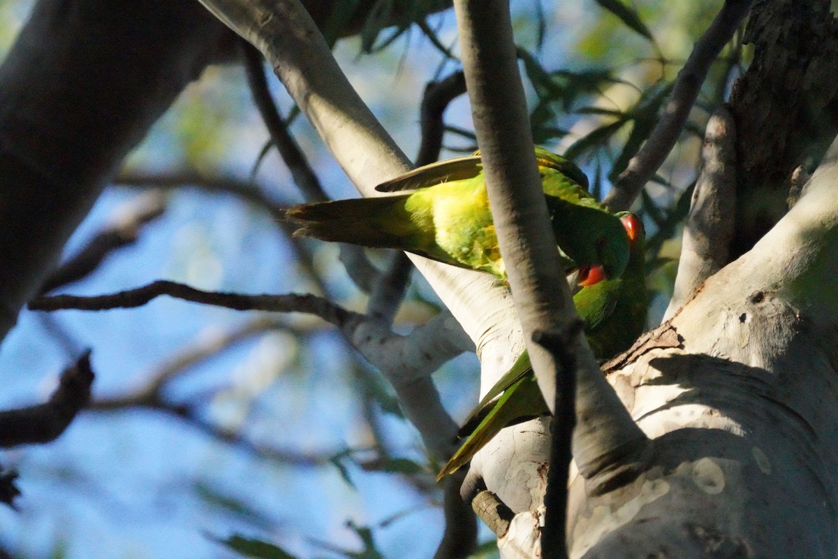 Scaly-breasted Lorikeet - ML619380639