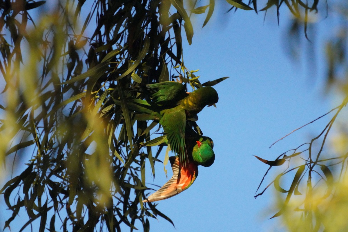 Scaly-breasted Lorikeet - May Britton