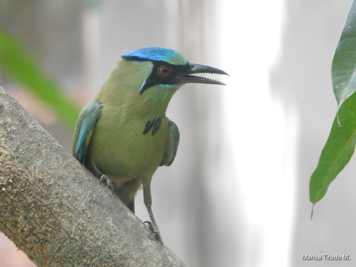 Motmot à tête bleue - ML619380642