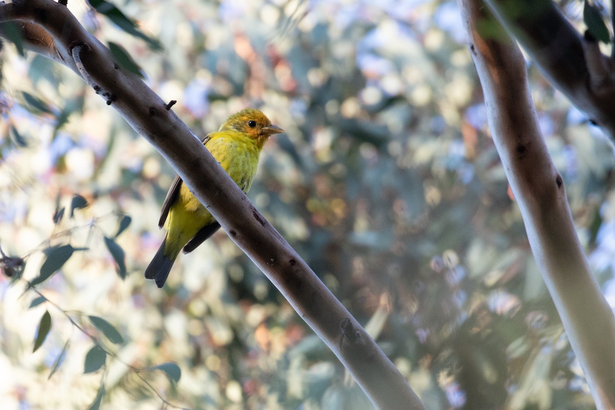 Western Tanager - Michael Long