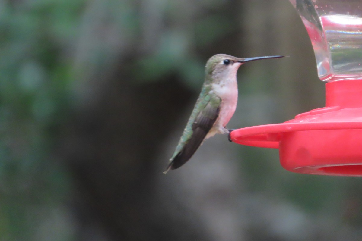 Black-chinned Hummingbird - David Brinkman
